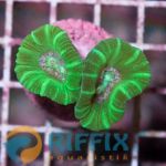 Caulastrea curvata (green)